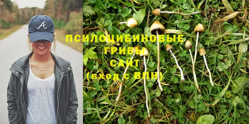 omg сайт  Зарайск  Псилоцибиновые грибы Psilocybe 